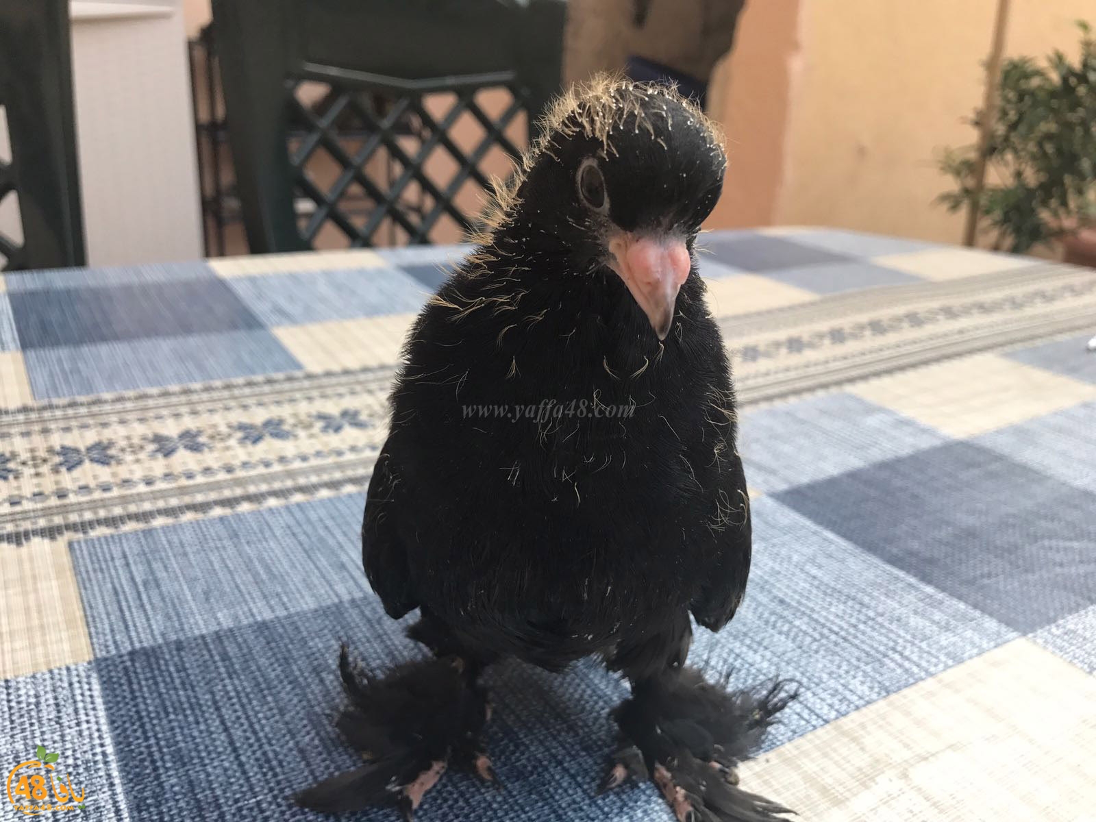 zohdi 3ashoor 7amam (11).jpg